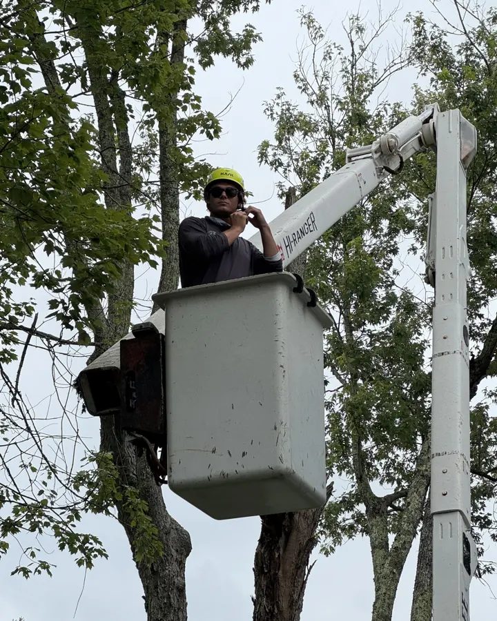 Tree being removed in sections from the bucket truck