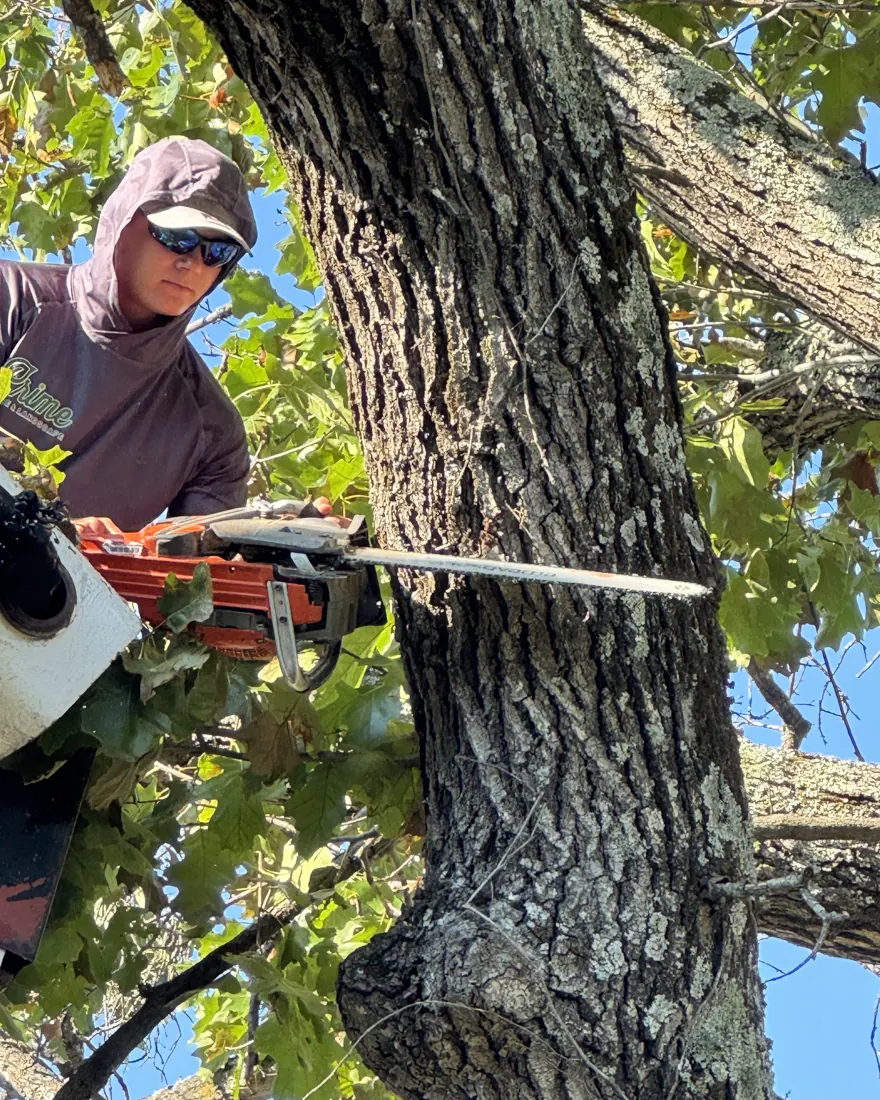 Certified climber roped into an oak, cutting a limb with a chainsaw