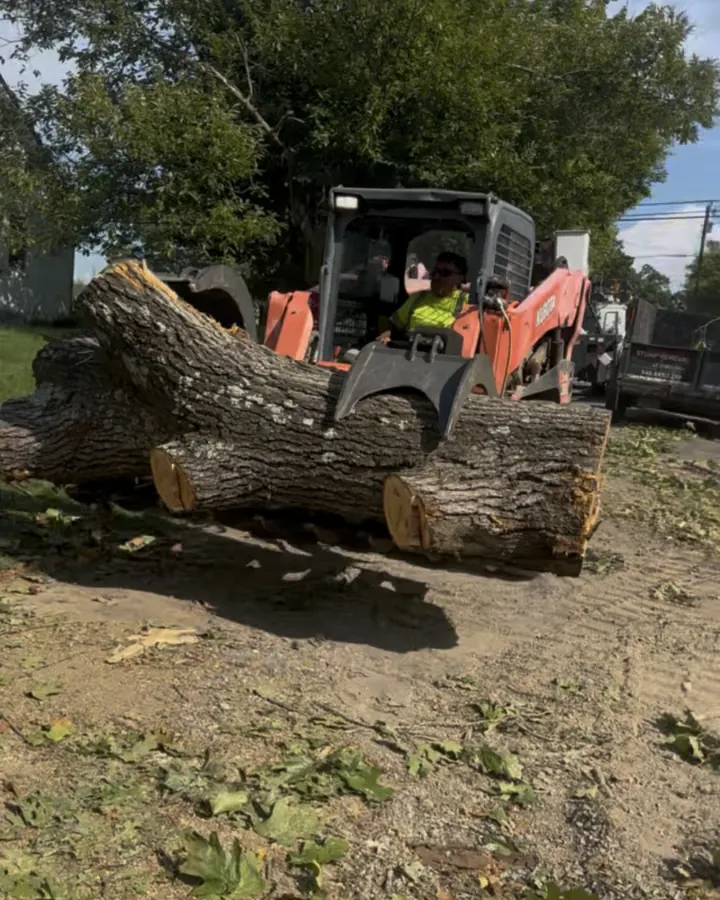Skid steer hauling large logs off the lawn